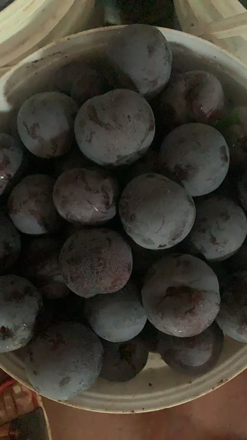 五月脆李子，产地一手货源，欢迎新老客户前来合作