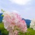 香草草莓