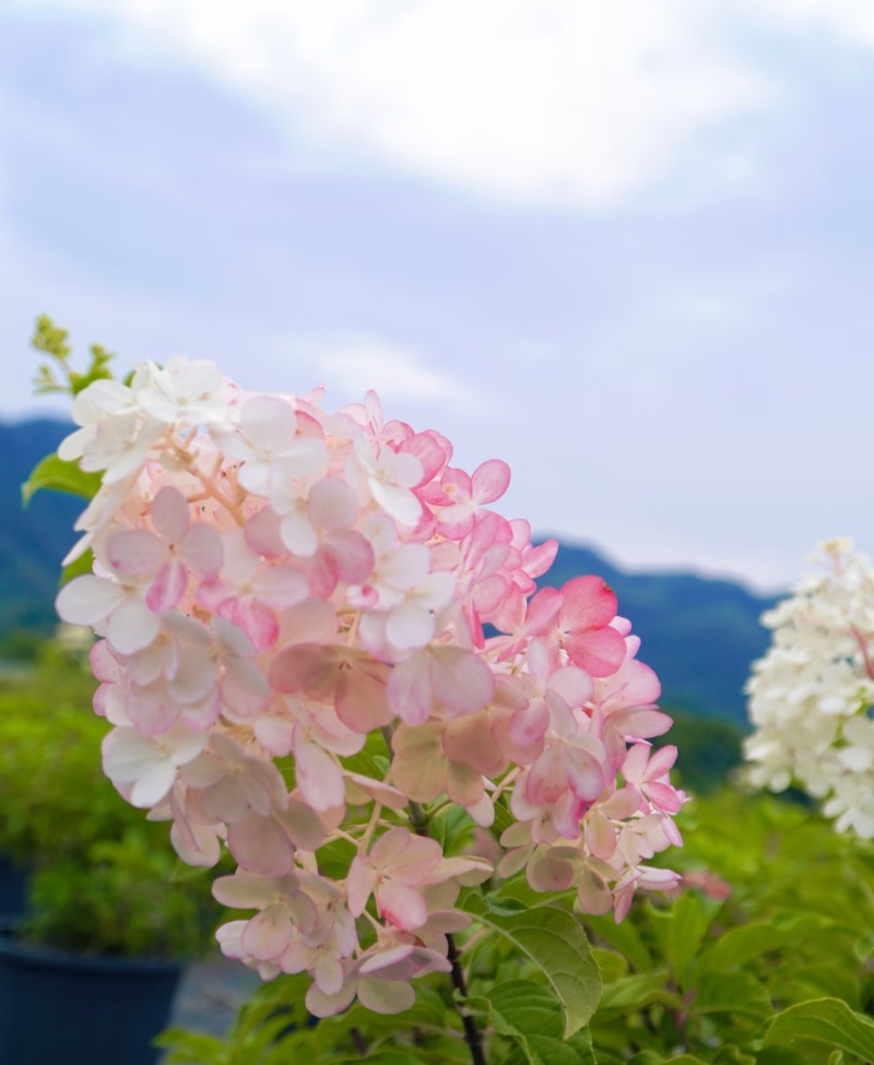香草草莓