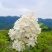 香草草莓