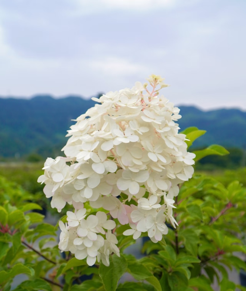 香草草莓