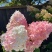 香草草莓
