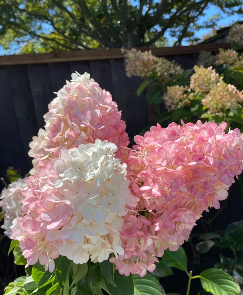 香草草莓