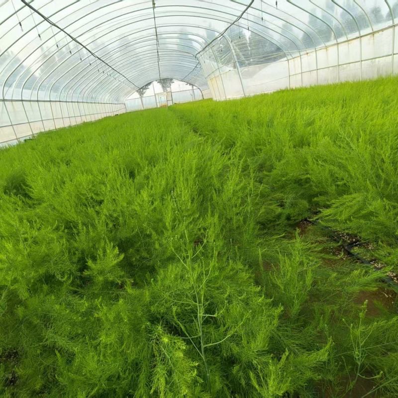 山东菏泽鑫航育6号，芦笋根苗现挖新芦笋苗四季种植穴盘苗