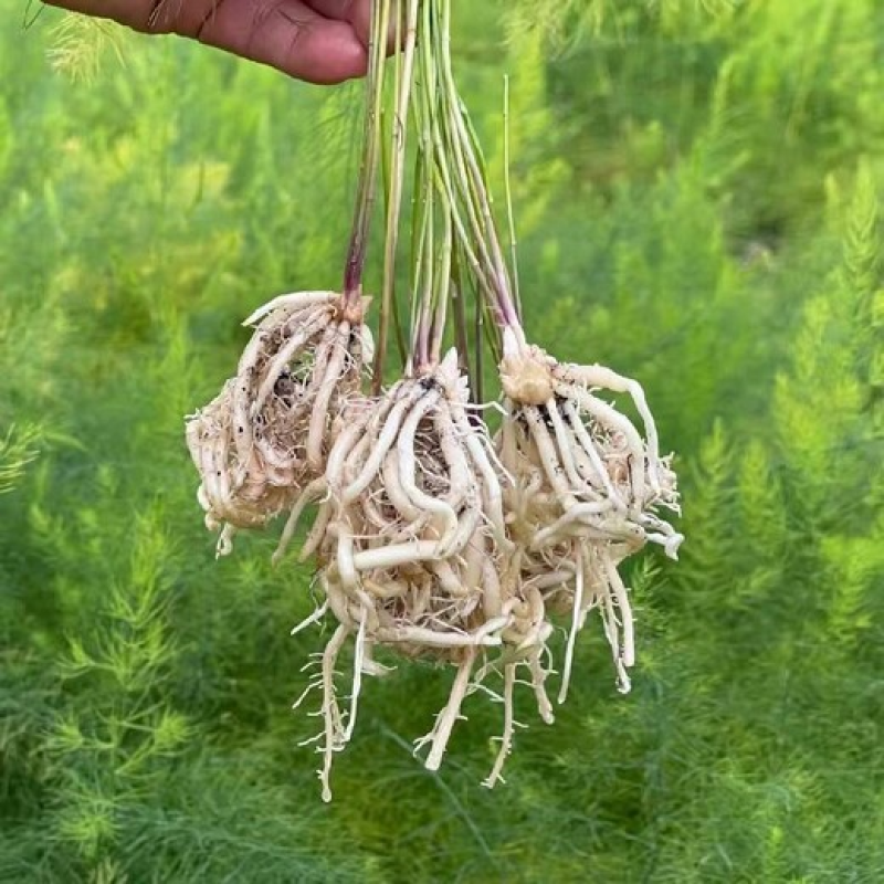山东菏泽鑫航育6号，芦笋根苗现挖新芦笋苗四季种植穴盘苗