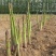 山东菏泽翡翠明珠，芦笋穴盘苗现挖新芦笋苗量大从优欢迎来电