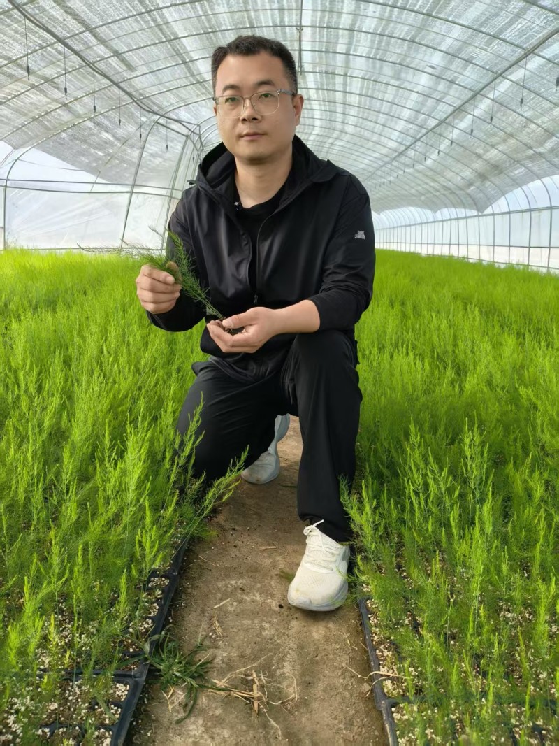 山东菏泽翡翠明珠，芦笋穴盘苗现挖新芦笋苗量大从优欢迎来电