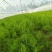 山东菏泽翡翠明珠，芦笋穴盘苗现挖新芦笋苗量大从优欢迎来电