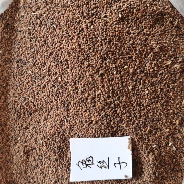 药用兔丝子，种子用兔丝子