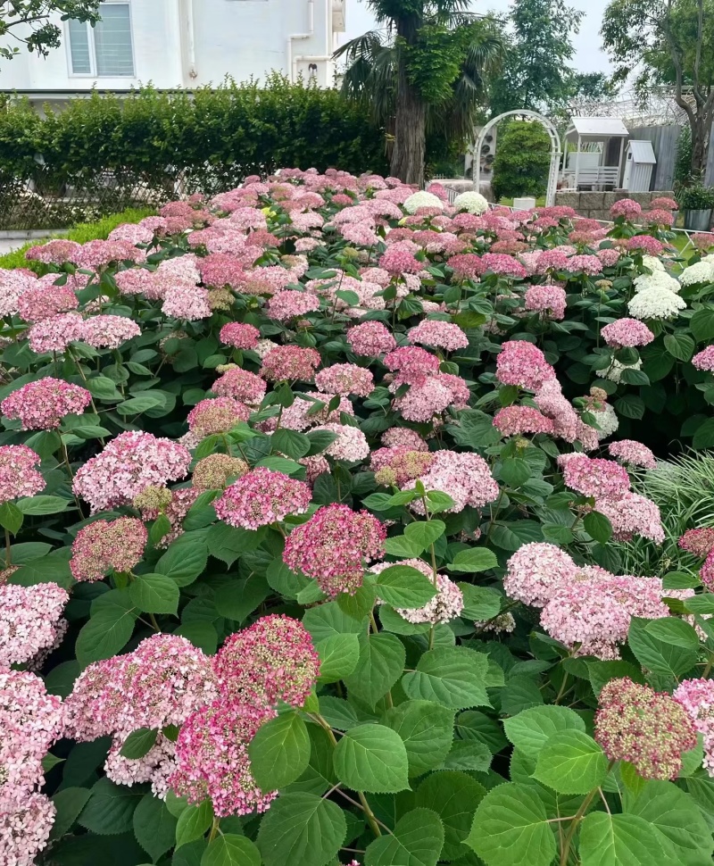 粉贝绣球