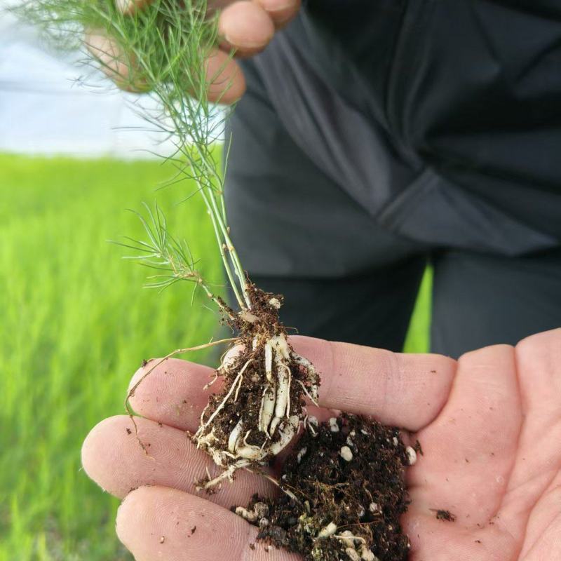 山东菏泽绿宝石芦笋苗，现挖新芦笋苗四季种植量大从优