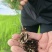 山东菏泽绿宝石芦笋苗,现挖新芦笋苗四季种植量大从优
