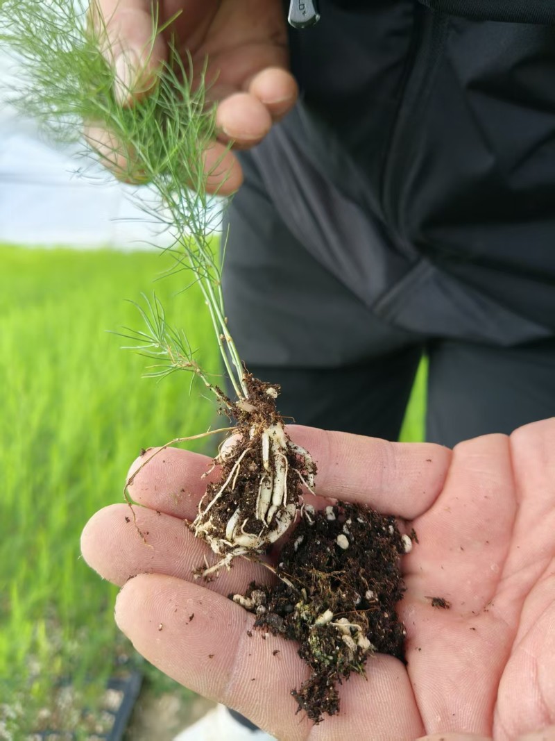 山东菏泽绿宝石芦笋苗，现挖新芦笋苗四季种植量大从优