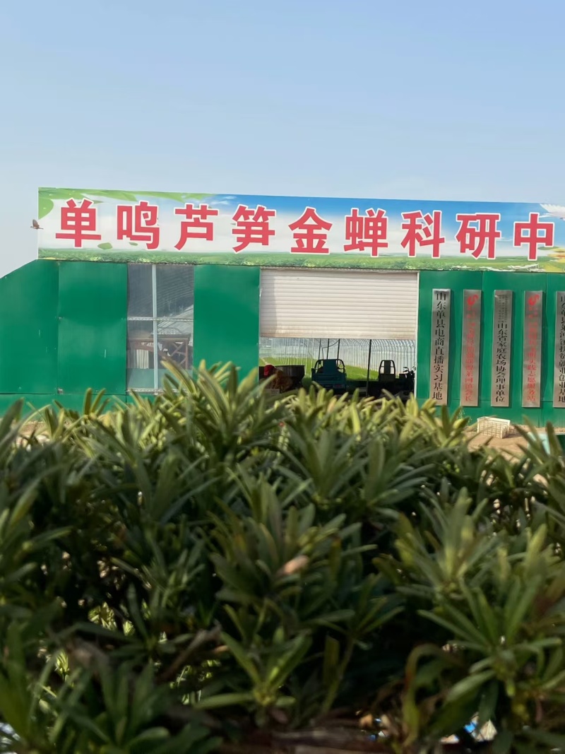 山东菏泽绿宝石芦笋苗，现挖新芦笋苗四季种植量大从优