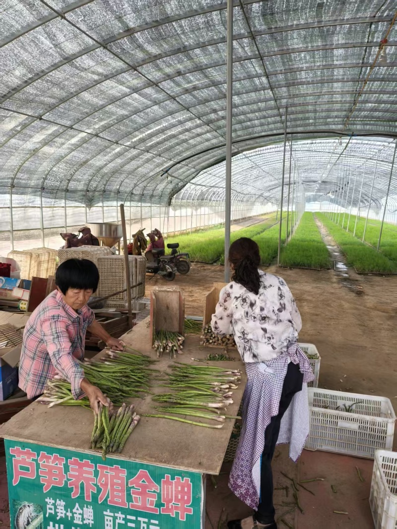 山东菏泽绿宝石芦笋苗，现挖新芦笋苗四季种植量大从优
