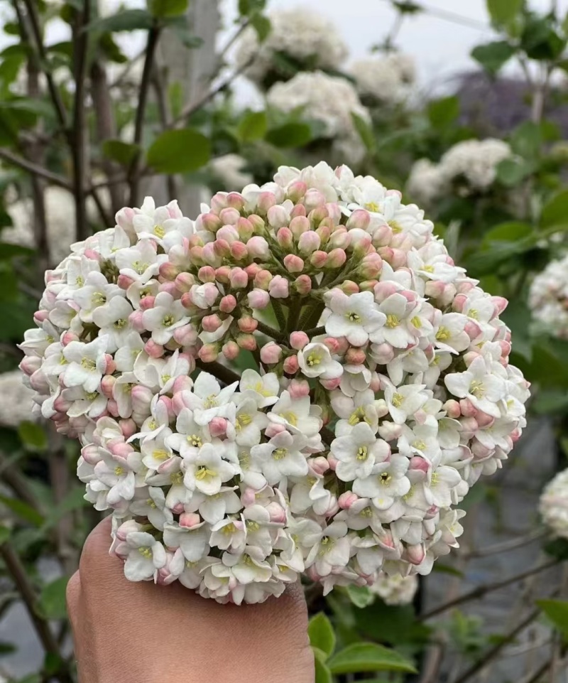 红蕾雪球（绣球）