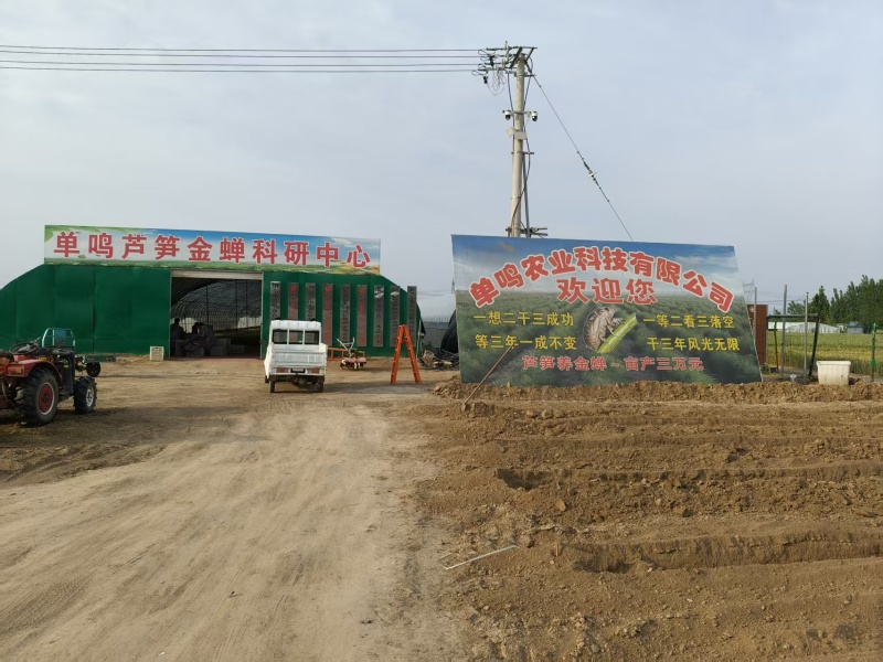 山东菏泽绿如意芦笋苗，食用田园秧苗，量大从优欢迎来电咨询