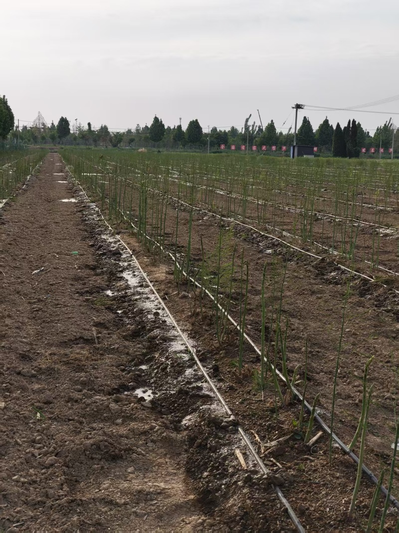 山东菏泽绿如意芦笋苗，食用田园秧苗，量大从优欢迎来电咨询