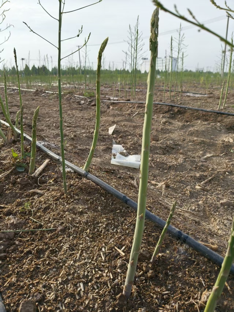 山东菏泽绿如意芦笋苗，食用田园秧苗，量大从优欢迎来电咨询