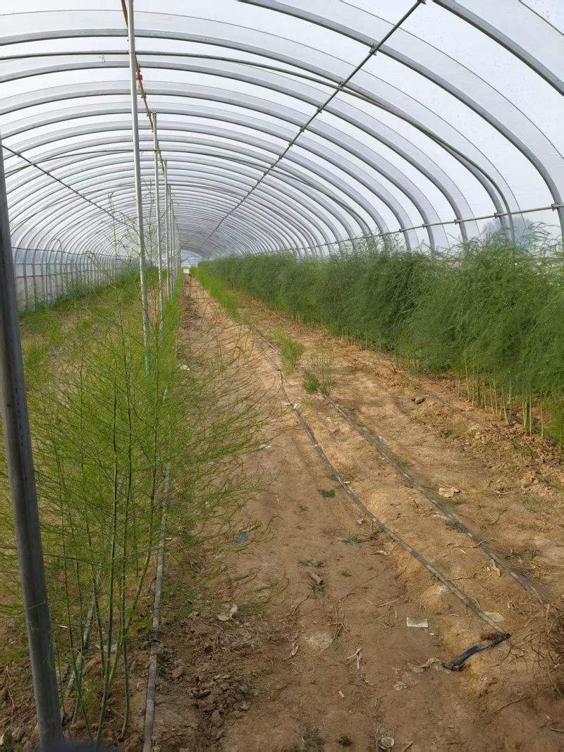 山东菏泽绿如意芦笋苗，食用田园秧苗，量大从优欢迎来电咨询