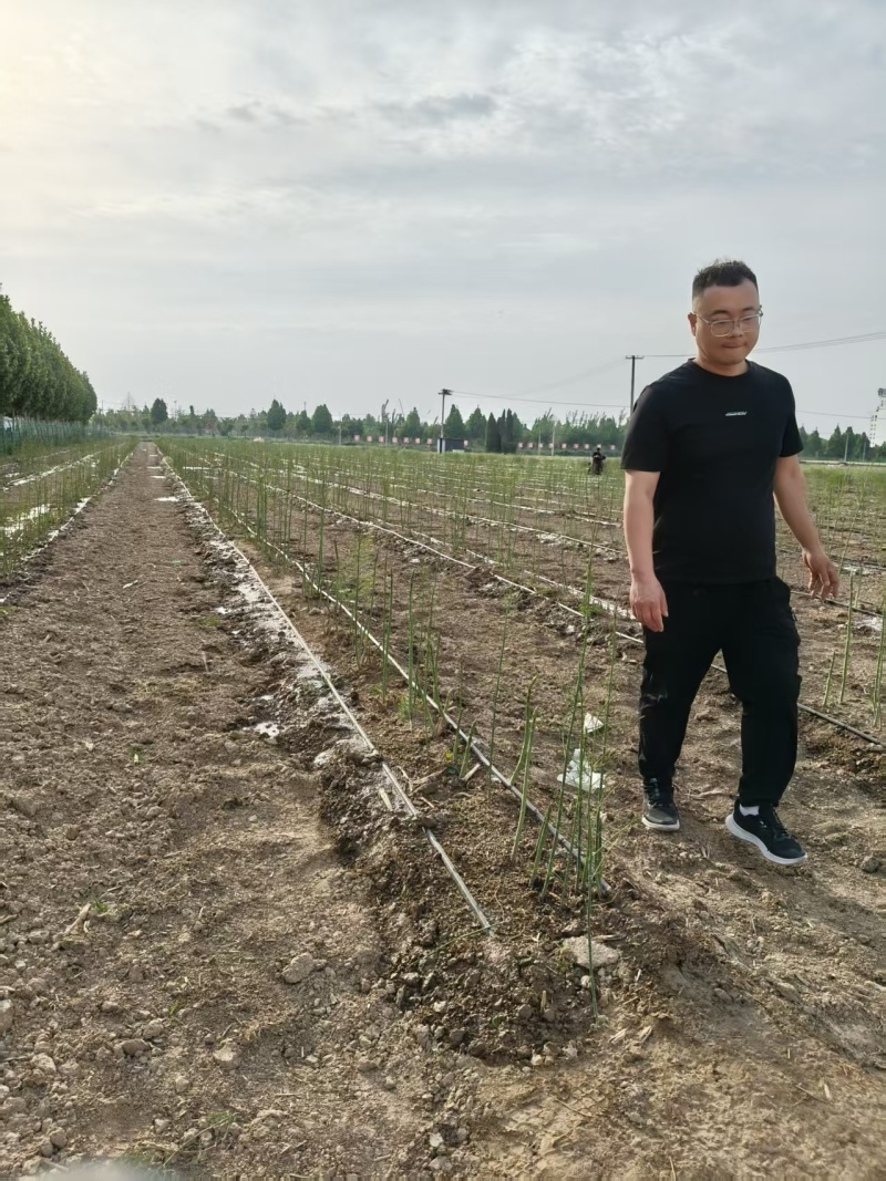山东菏泽绿如意芦笋苗，食用田园秧苗，量大从优欢迎来电咨询