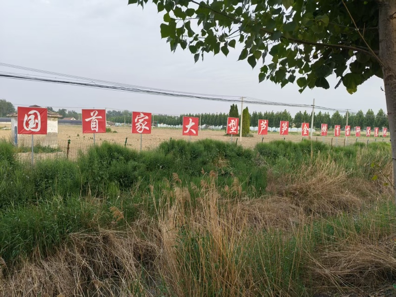 山东菏泽绿如意芦笋苗，食用田园秧苗，量大从优欢迎来电咨询