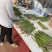 山东菏泽绿如意芦笋苗，食用田园秧苗，量大从优欢迎来电咨询