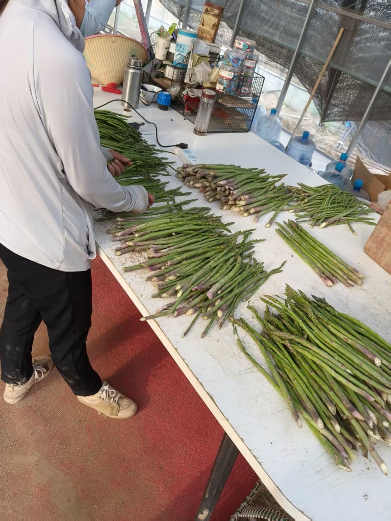 山东菏泽绿如意芦笋苗，食用田园秧苗，量大从优欢迎来电咨询