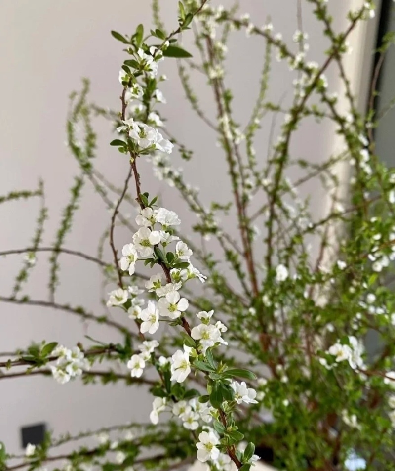 粉白雪柳重瓣雪柳