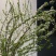 粉白雪柳重瓣雪柳