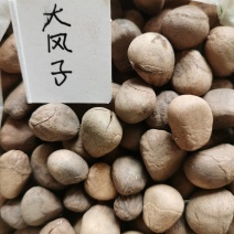 大风子