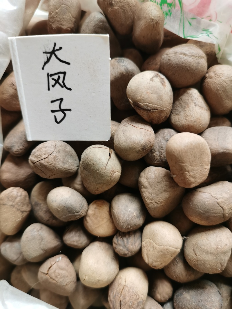 大风子