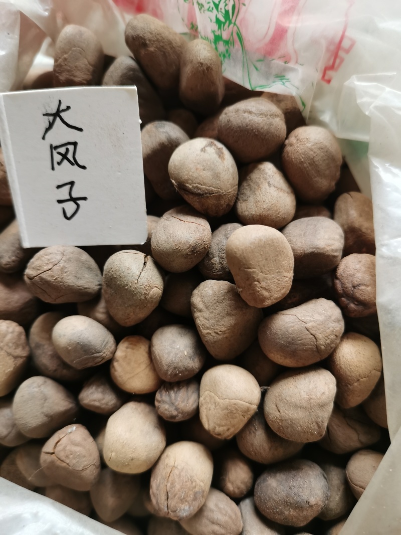大风子