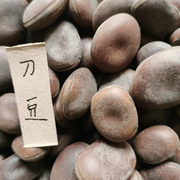 刀豆