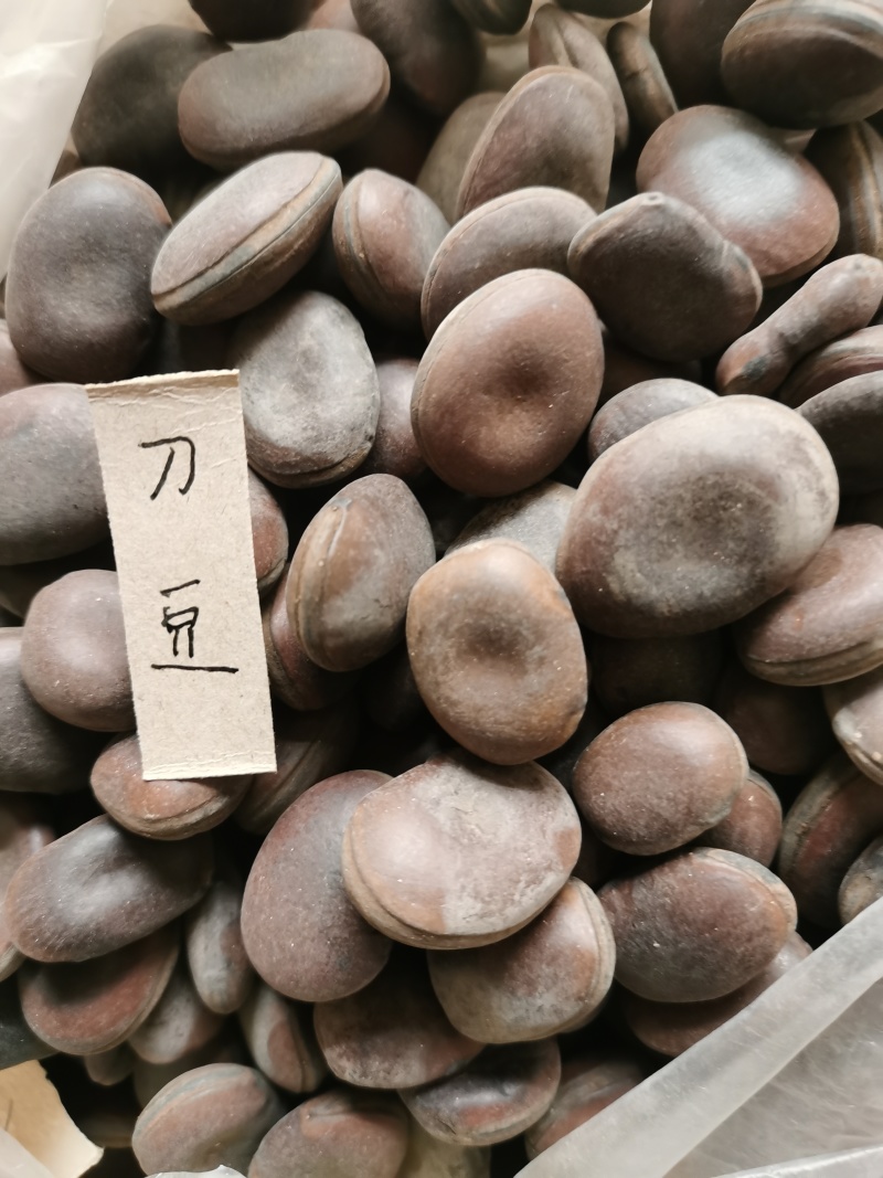 刀豆