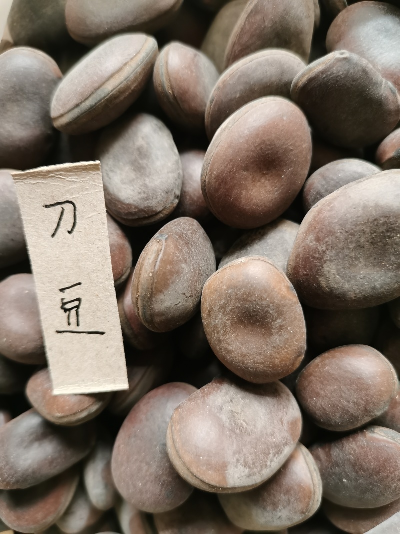 刀豆