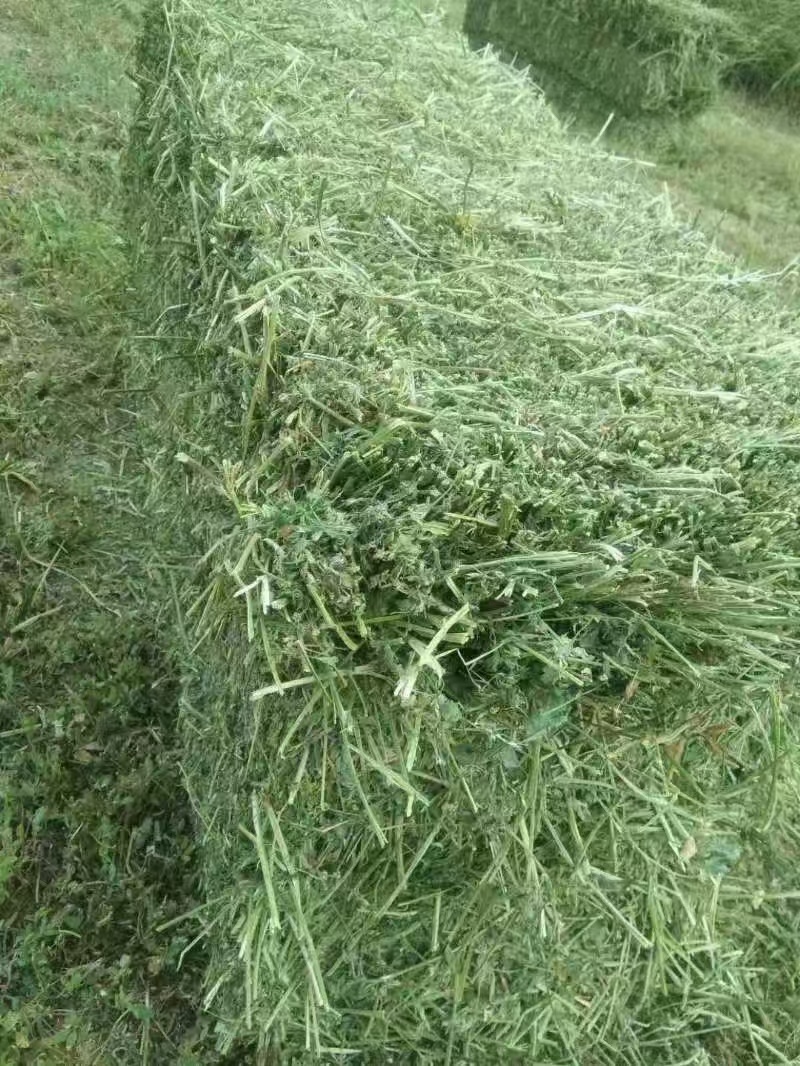 2025年5月14日头茬苜蓿草