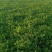 2025年5月14日头茬苜蓿草