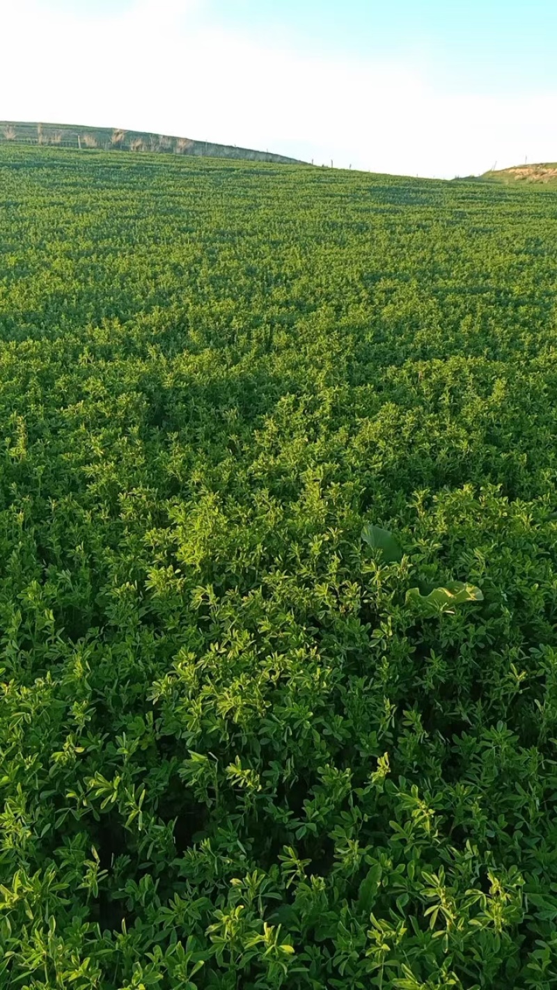 2025年5月14日头茬苜蓿草