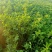 2025年5月14日头茬苜蓿草