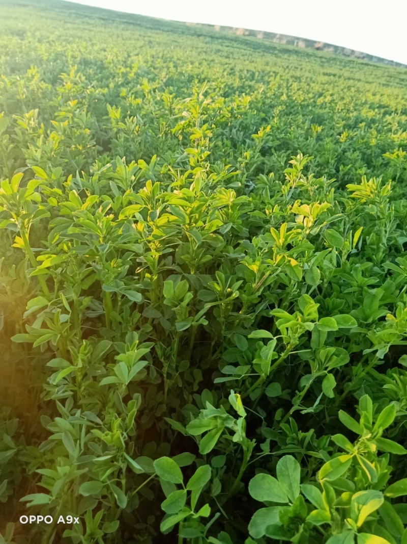 2025年5月14日头茬苜蓿草