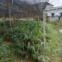 甜竹苗大量有货，欢迎新老客户前来合作，量大优惠，欢迎合作