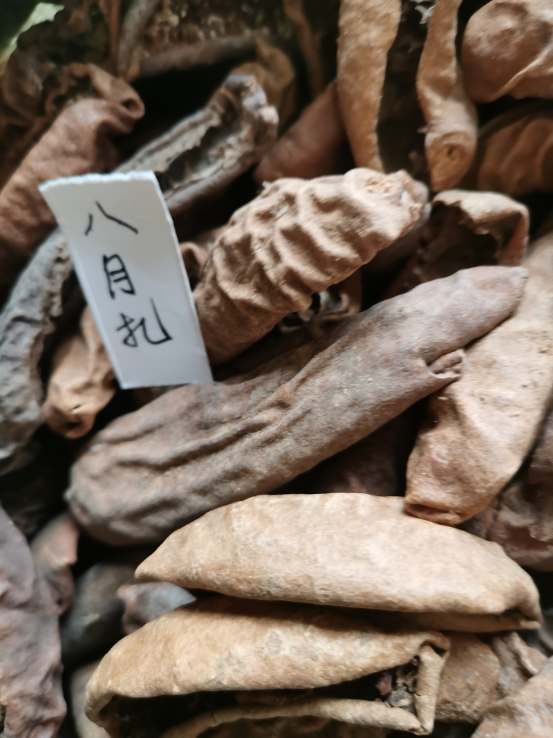预知子，