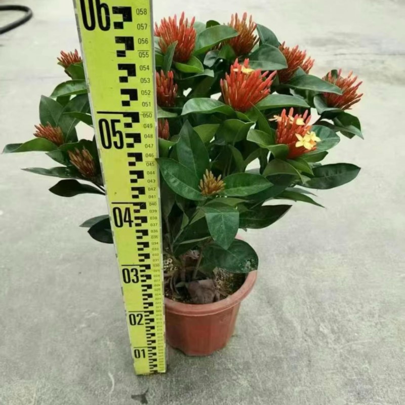 广东大量供应龙船花宫粉，小叶，中叶新家坡，泰国红基地直销