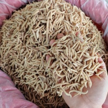 太子参