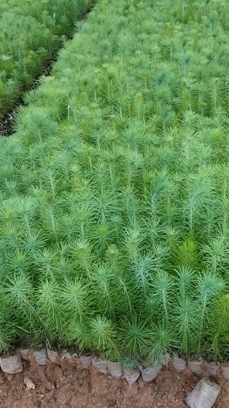 精品马尾松苗木一年小苗规格齐全，货源充足全国发货。