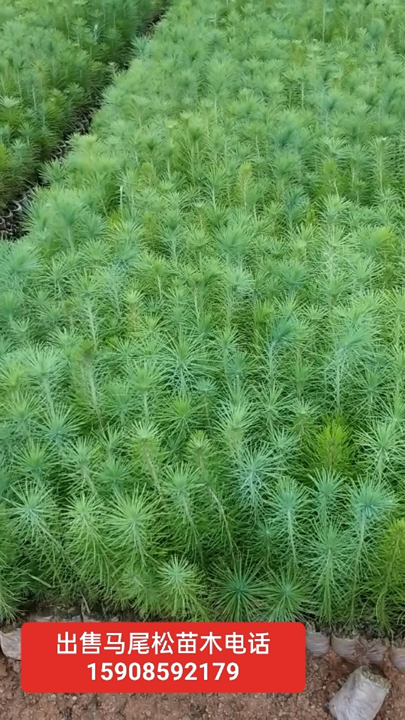 精品马尾松苗木一年小苗规格齐全，货源充足全国发货。