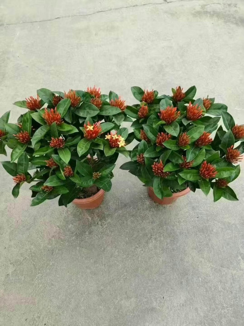 广东大量供应龙船花宫粉，小叶，中叶新家坡，泰国红基地直销