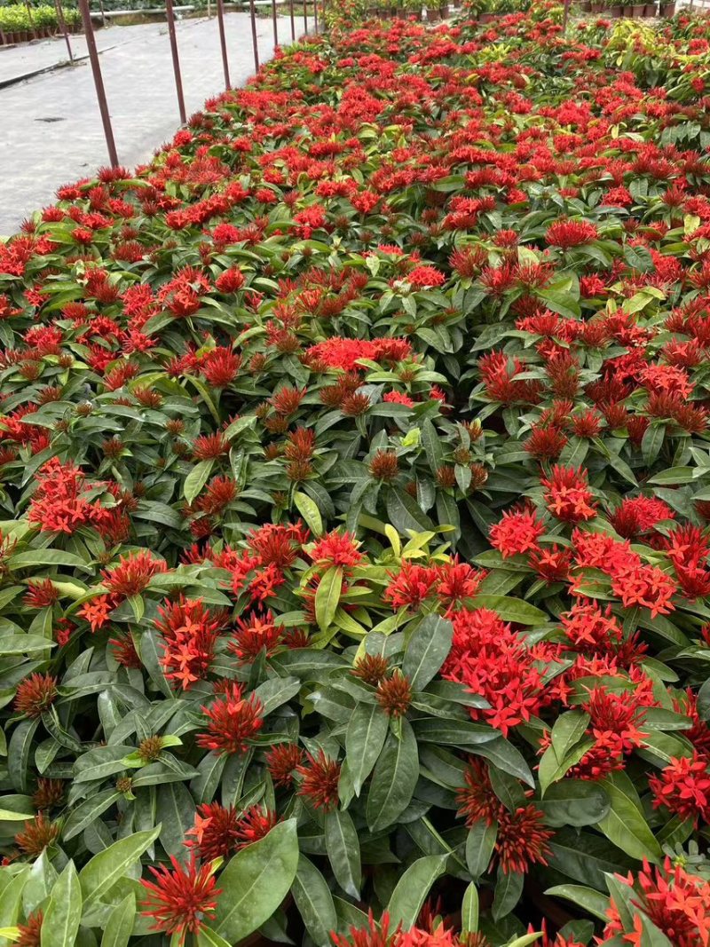 广东大量供应龙船花宫粉，小叶，中叶新家坡，泰国红基地直销