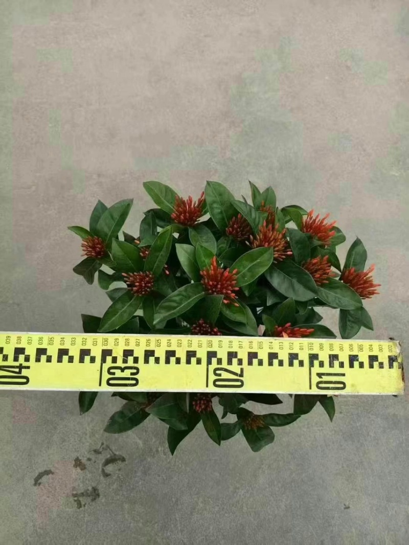 广东大量供应龙船花宫粉，小叶，中叶新家坡，泰国红基地直销